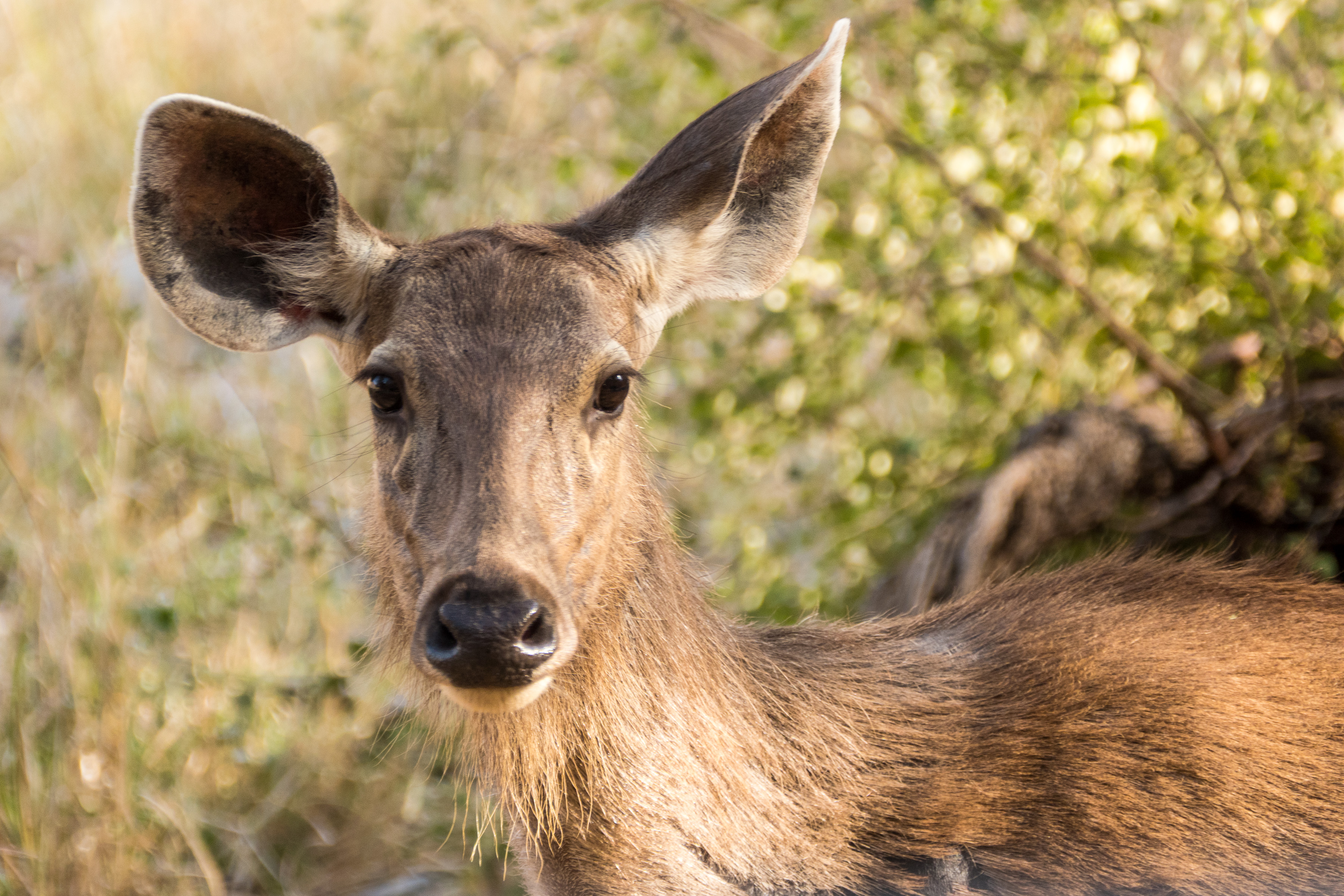7 Ranthambore 17
